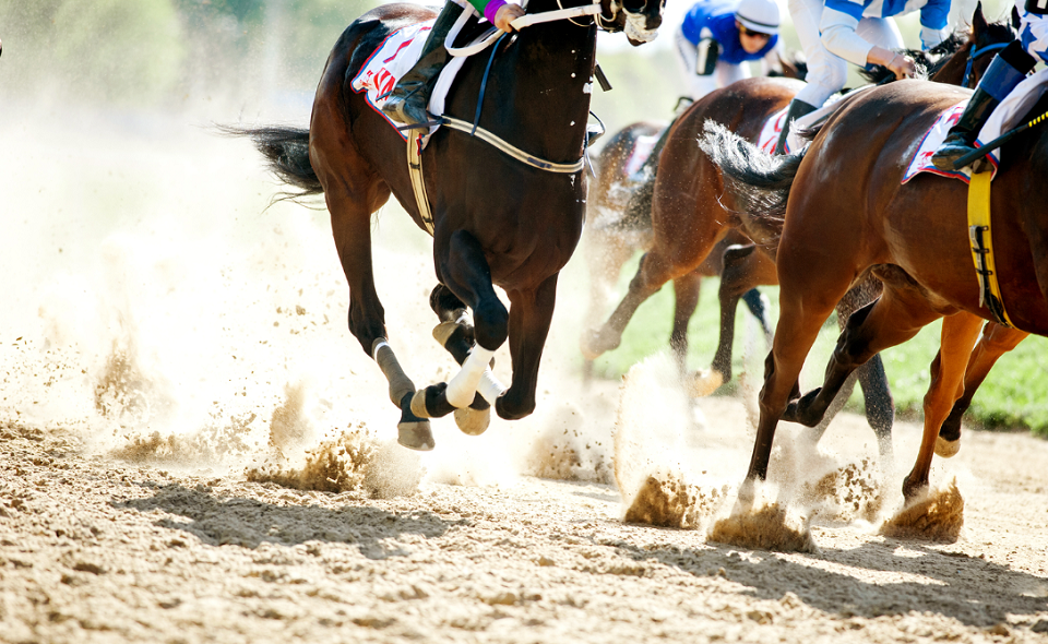 horses galloping on a hippodrome track